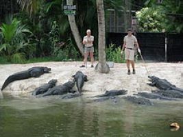 a bunch of alligators at the water's edge in front of two zookeepers